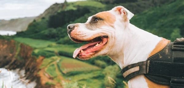 Assurance pour un chien de catégorie 2