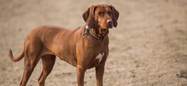 Assurance chien de chasse : garanties, exclusions et prix