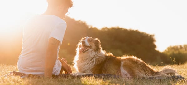 Comment obtenir une attestation de cession pour chien ?