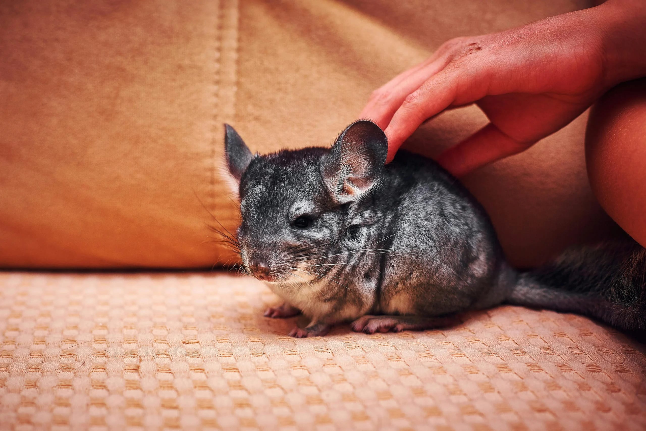 Assurance santé pour chinchilla : prix, garanties et conseils