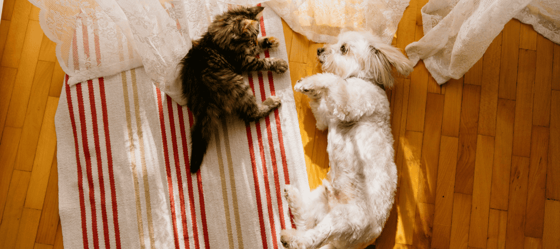 Comparateur assurance animaux 2026 : Mutuelle Chien, Chat et NAC