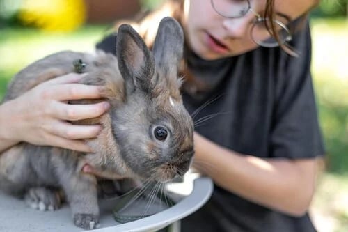 Assurance lapin : prix, garanties, comparatif des meilleures offres 2025