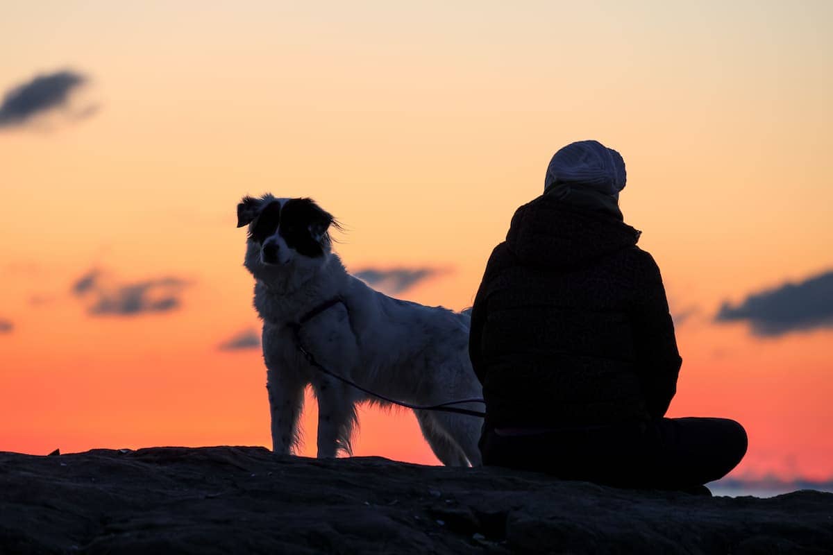 Vous partez avec votre chien en août ? Ces formalités ne peuvent pas attendre